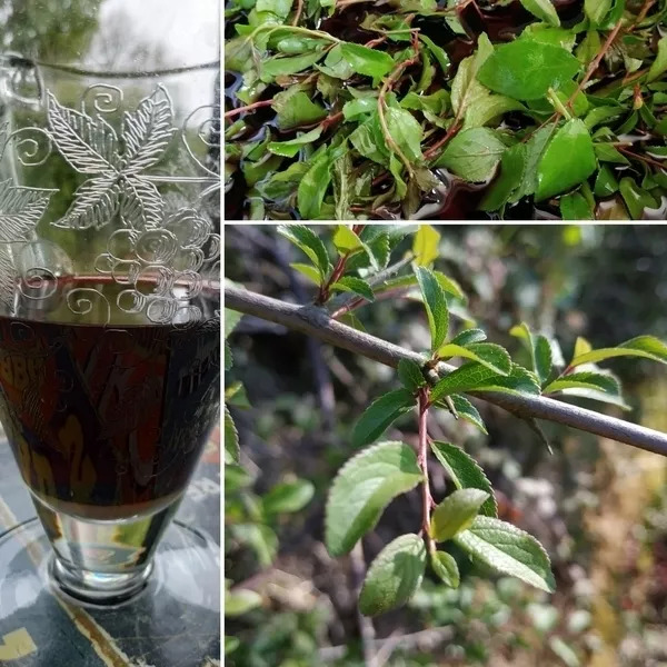 Trouspinette Apéritif  d'une Picarde en Vendée