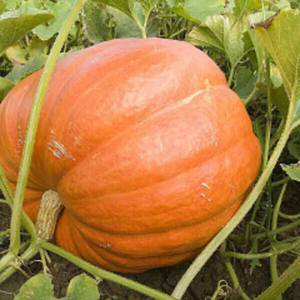 Velouté de Courge