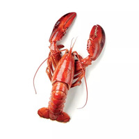 1.5 kilogramme(s) de langoustines crues