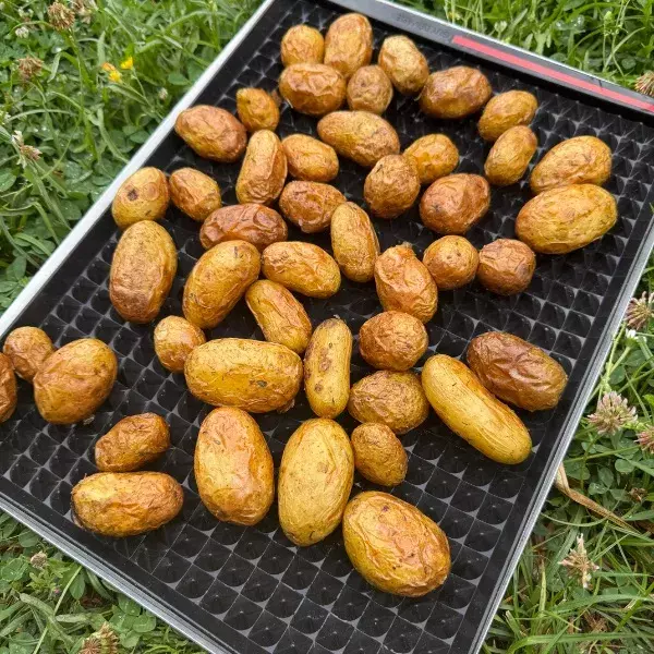 PETITES POMMES DE TERRE NOUVELLES ROTIES AUX HERBES DU JARDIN