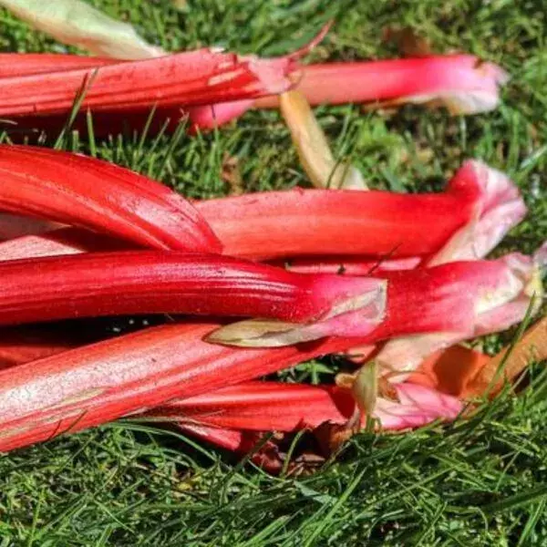 Gâteau à la rhubarbe IG bas