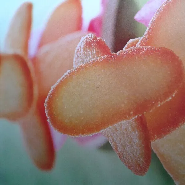 Langues de chat