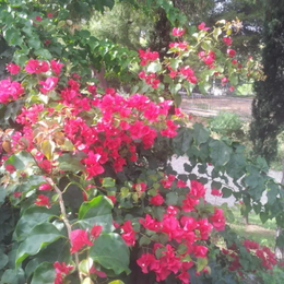 florine59