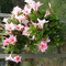 francineg_e1ff