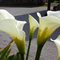 liliane