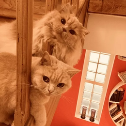 catipet