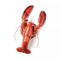 8 langoustines crues