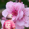 cathybeal