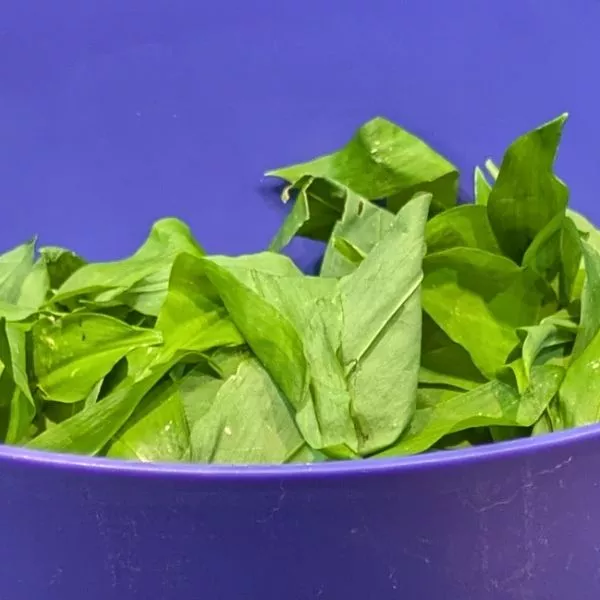 Pesto Ail des Ours 